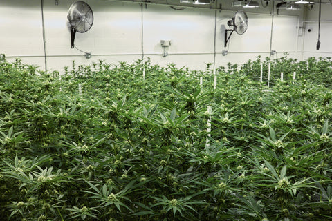 What Is THC? Learn More About Tetrahydrocannabinol